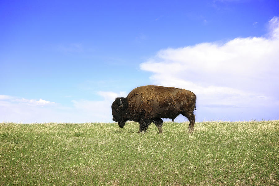 Lone Bison In Summer Photograph by Dan Sproul