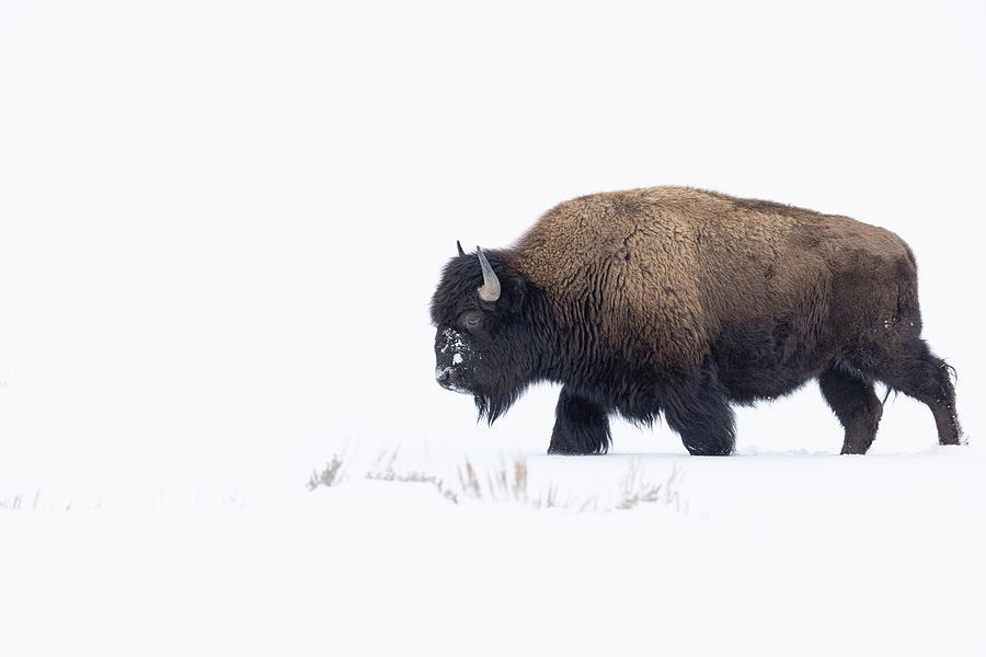 Lone Bison Photograph by Willem deGroot - Fine Art America