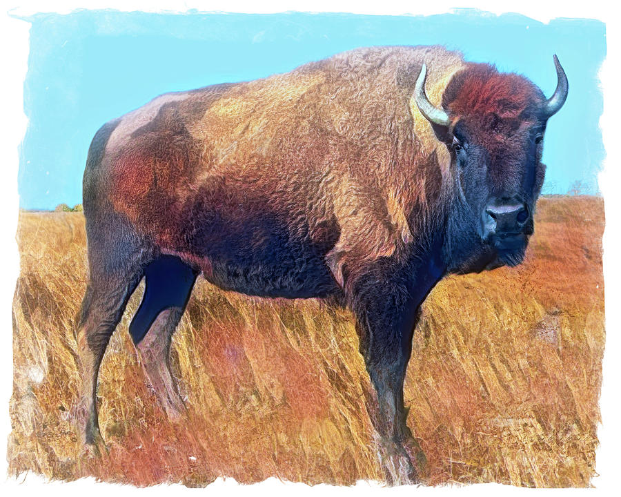 Lone Bison With Border Mixed Media By Ann Powell Fine Art America 4053