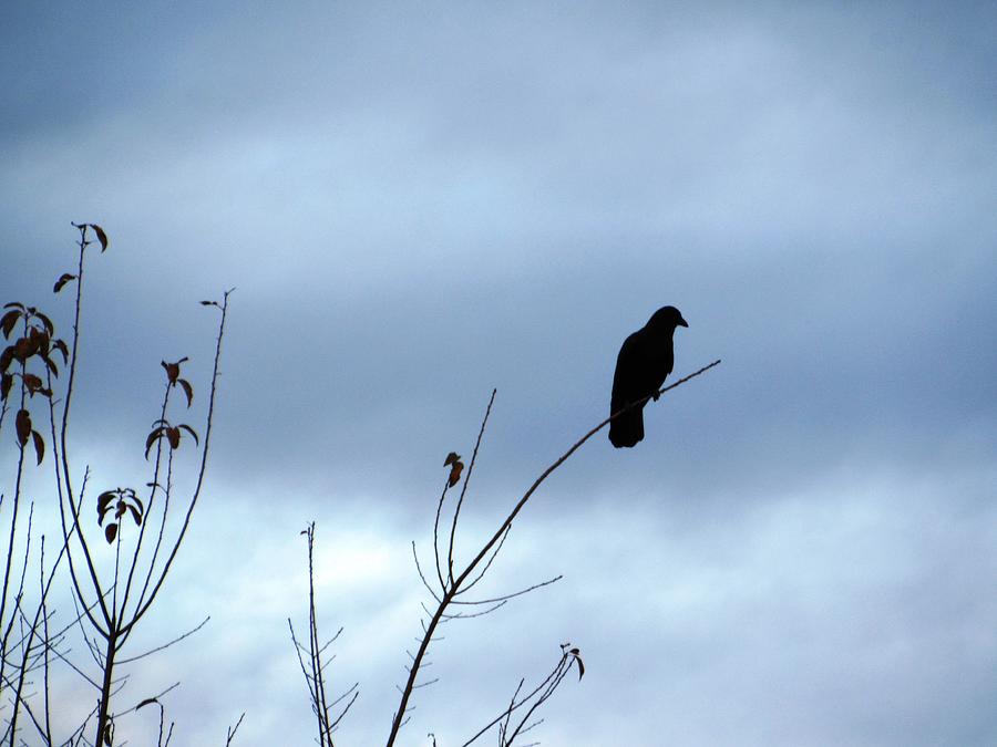 Lone Black Crow Photograph by Belinda Lee