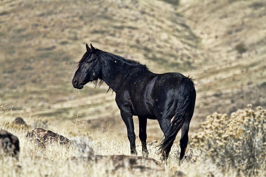 Lone black stallion horse Photograph by Waterdancer