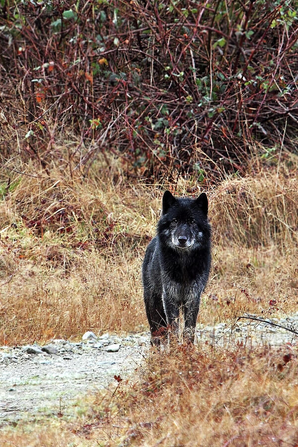 Lone Black Wolf Photograph by Peggy Collins