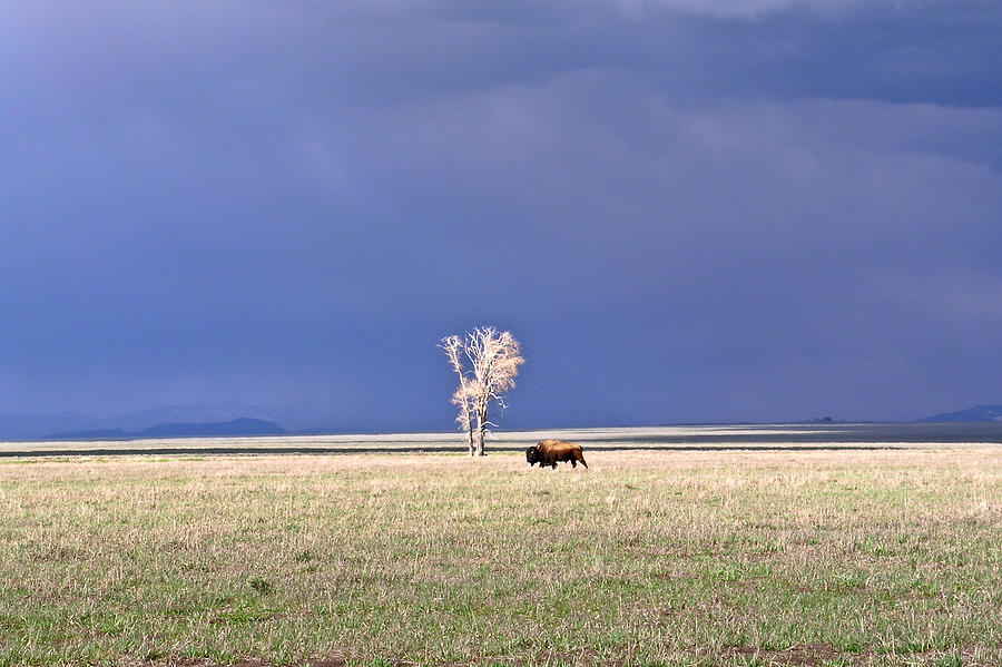 Lone Buffalo After Storm Photograph by Douglas Barnett