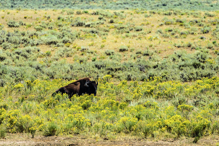 Lone Buffalo Photograph by Tara Krauss