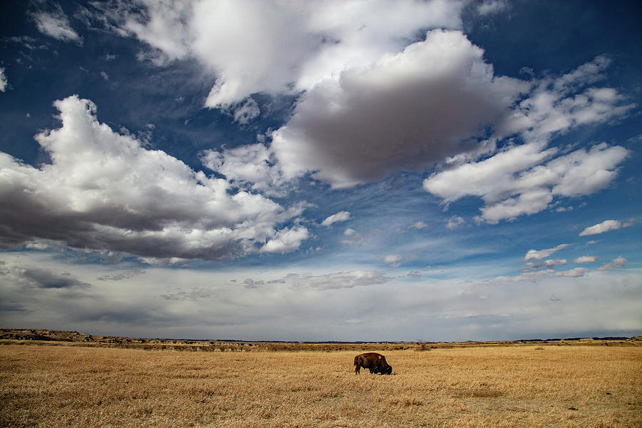 Lone buffalo with big sky at Theodore Roosevelt National Park in North Dakota Photograph by Eldon McGraw
