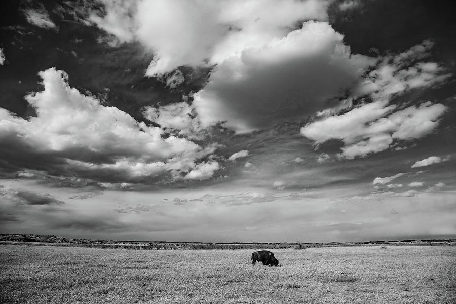 Lone buffalo with big sky at Theodore Roosevelt National Park in North Dakota in black and white Photograph by Eldon McGraw