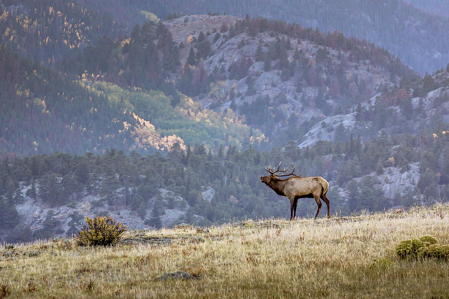 Lone Bull Elk bugles for mate Photograph by Harold Rau