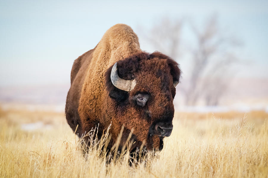 Lone Bull Photograph by Jon Snyder