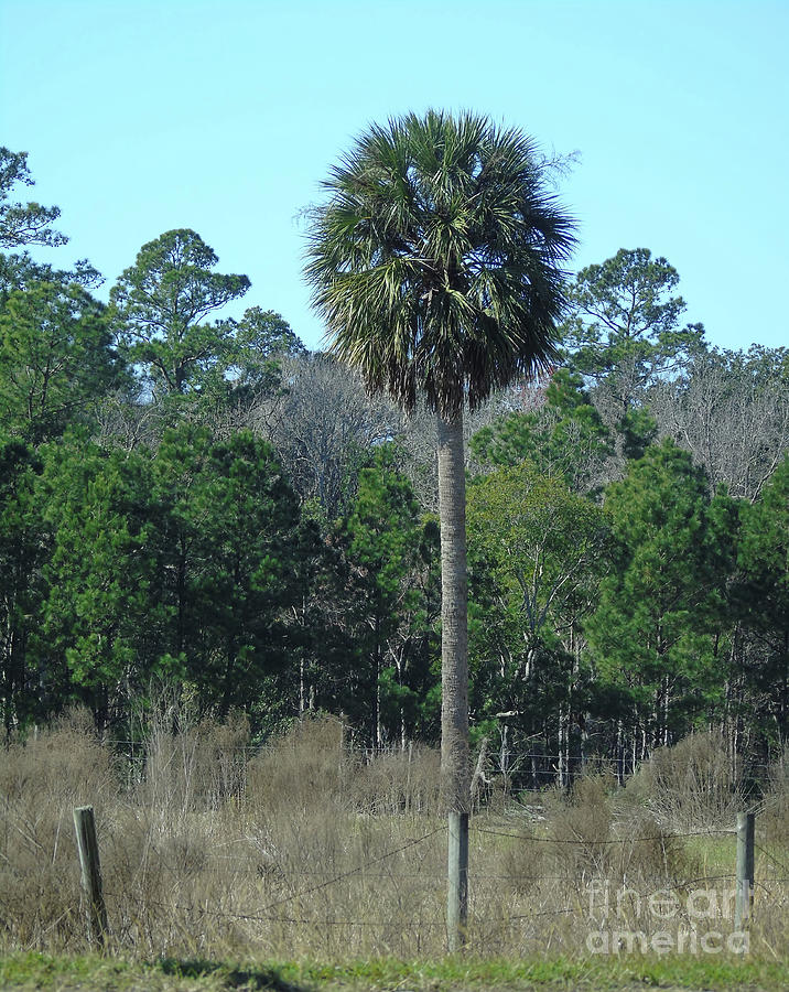 Lone Cabbage Palm Photograph by D Hackett