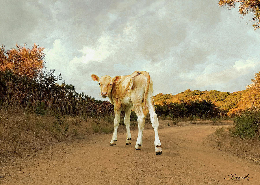 Lone Calf Digital Art by M Spadecaller