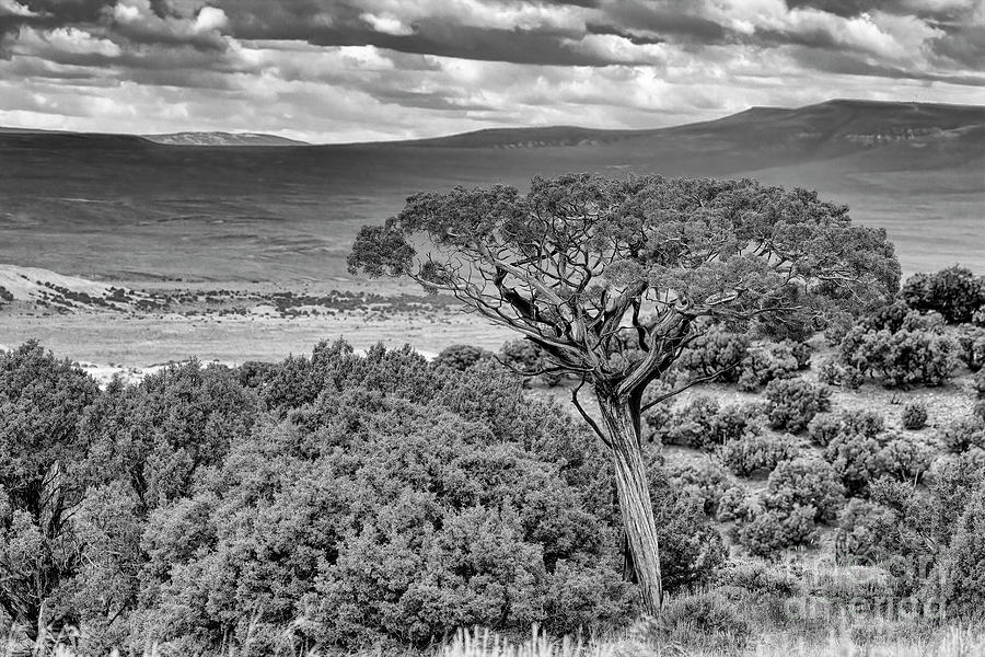 Lone Cedar Photograph by Jim Garrison