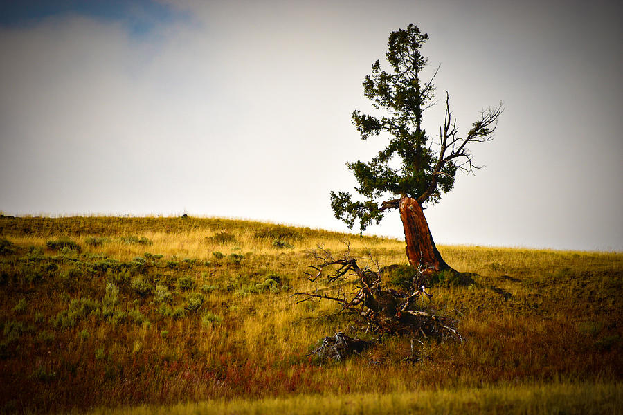 Lone Cedar  Photograph by William Dickgraber