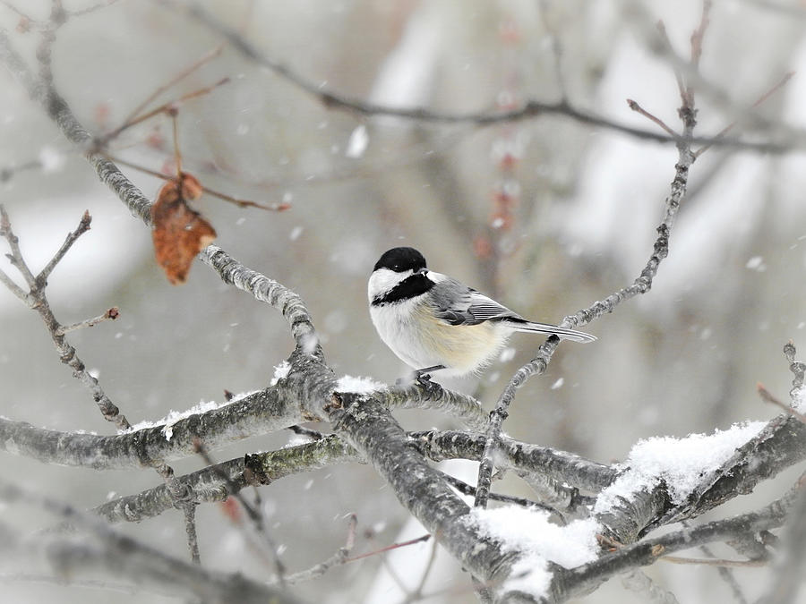 Lone Chickadee in Winter Photograph by Carmen Macuga - Fine Art America