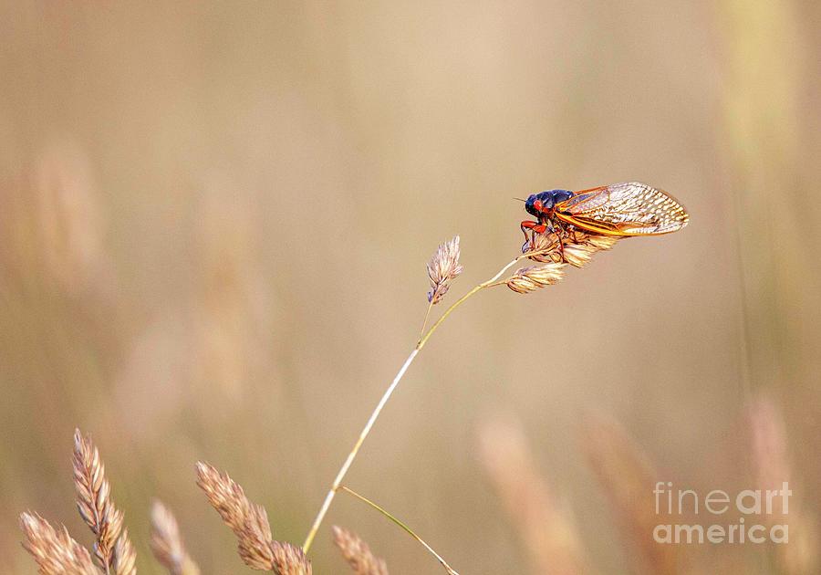 Lone Cicada Photograph by Laurinda Bowling