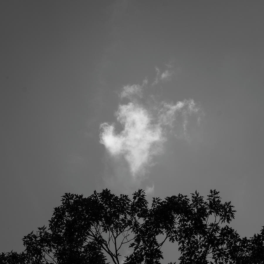 Lone Cloud Drifting  Over Treetops BW Photograph by David Gordon