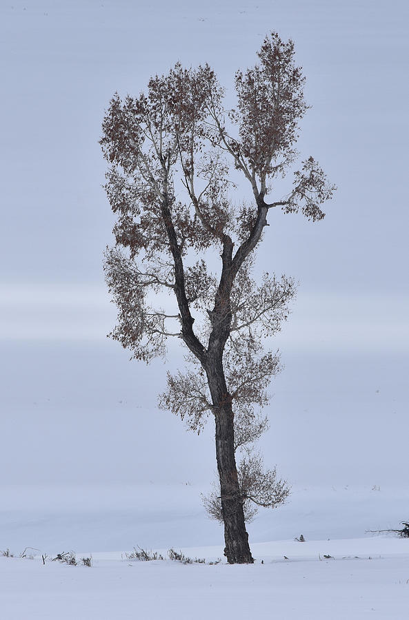 Lone Cottonwood In Winter Photograph by Ben Foster