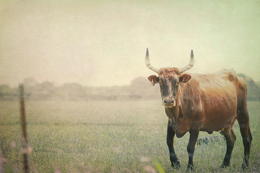 Lone Cow Photograph by Ann Powell