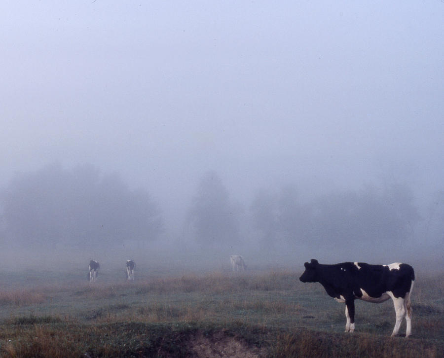 Lone Cow in the Fog Photograph by Wayne King