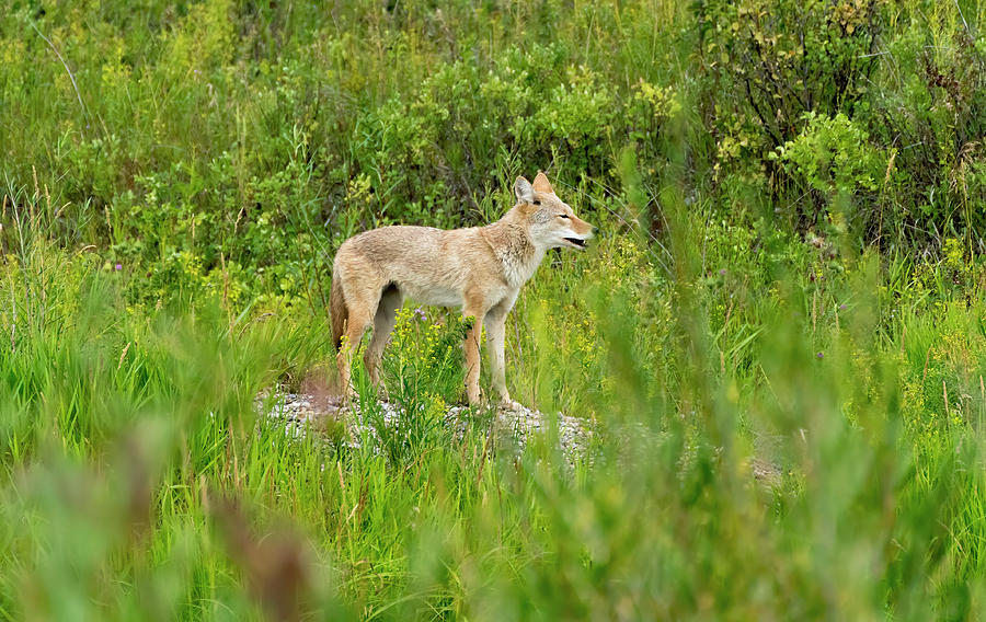 Lone Coyote Photograph