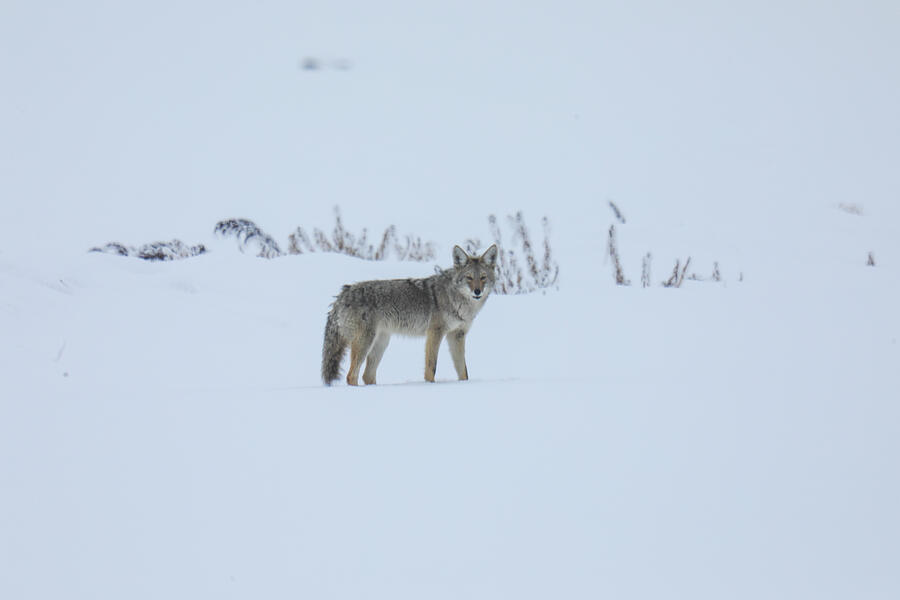Wildlife Photograph - Lone coyote in the snow by Jeff Swan