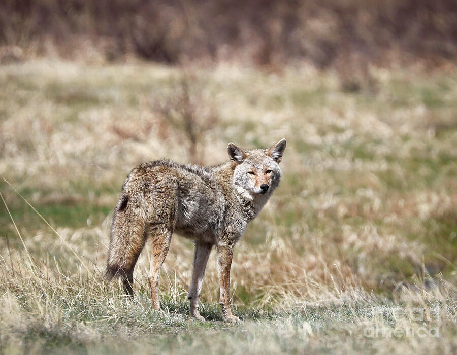 Lone Coyote Photograph by Shirley Dutchkowski Lone Coyote Photograph by Shirley Dutchkowski