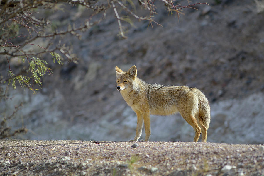 Lone coyote standing in the grass. Scottys Castle,  Death Valley, California Photograph by Kevin Oke