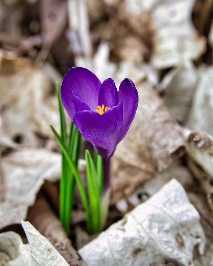 Lone crocus peeking from under the autumn leaves Photograph by ...