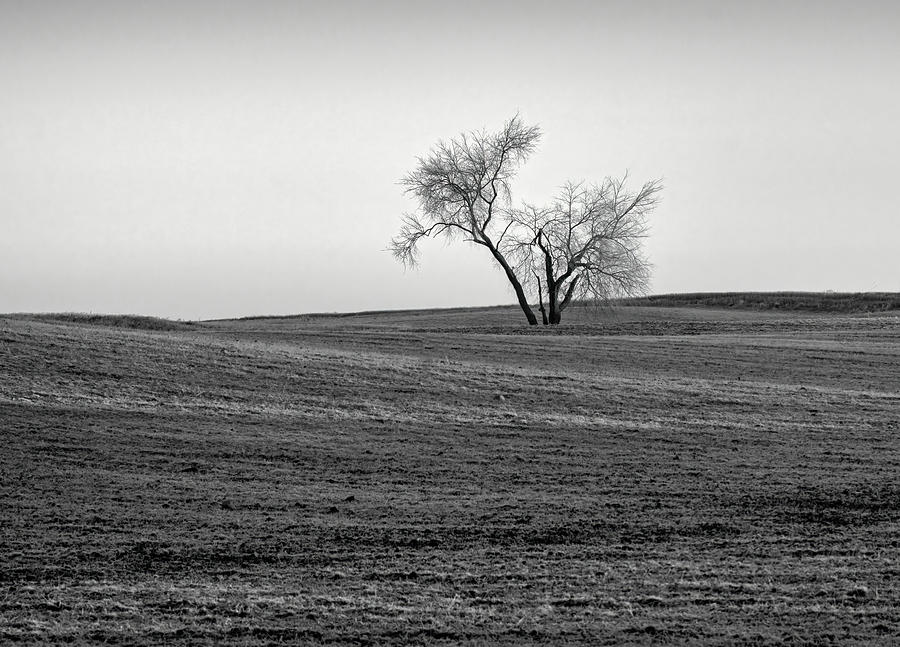 Lone Crooked Tree - M99 Eaton Rapids, Michigan USA - Photograph by Edward Shotwell