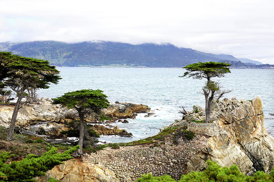 Lone Cypress and Friends Photograph by Marilyn Hunt