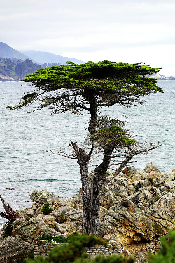 Lone Cypress at 250 years Old Photograph by Marilyn Hunt