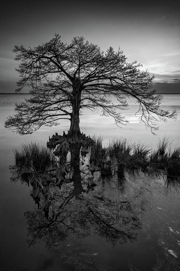 Duck Photograph - Lone Cypress at Dusk Black and White by Rick Berk