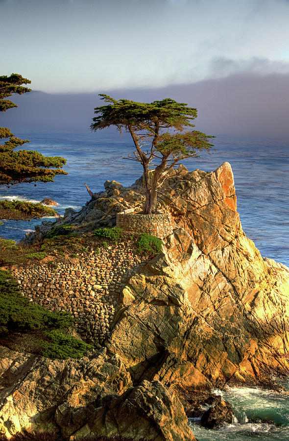 Lone Cypress at Monterey Bay 2009 Photograph by Sarashish