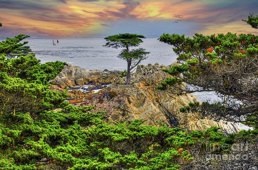 Lone Cypress Big Sur Monterey  Photograph by David Zanzinger
