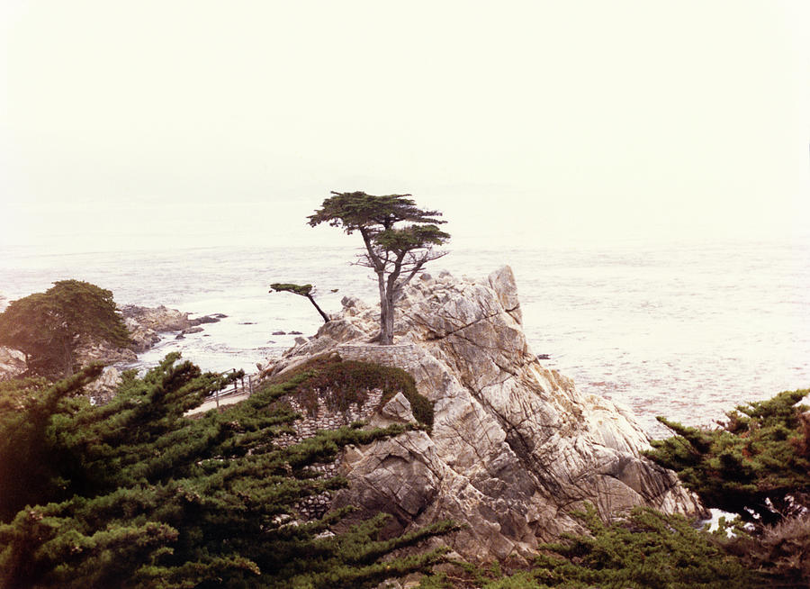 Lone Cypress CA Photograph by Marilyn Hunt