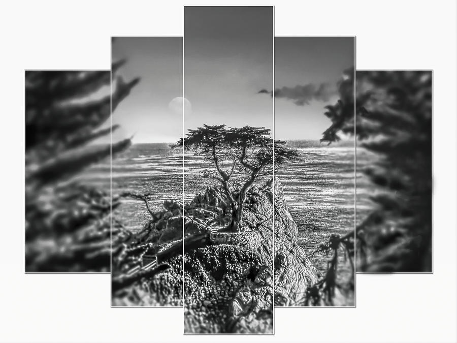 Lone Cypress Photograph
