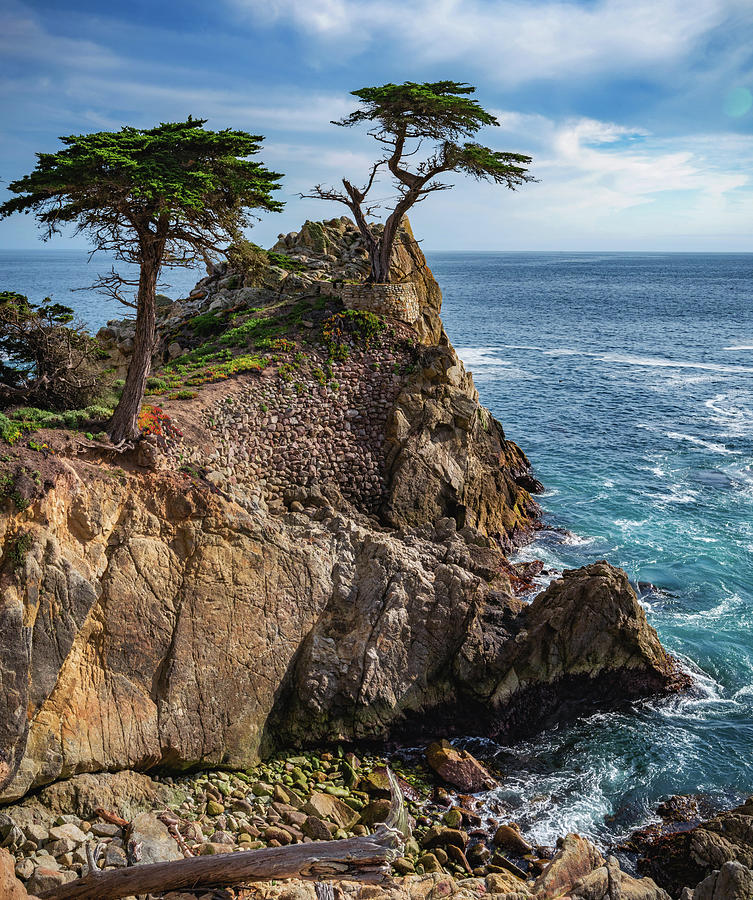 Lone Cypress Cove, Monterey, California - Vertical Photograph by Abbie Matthews