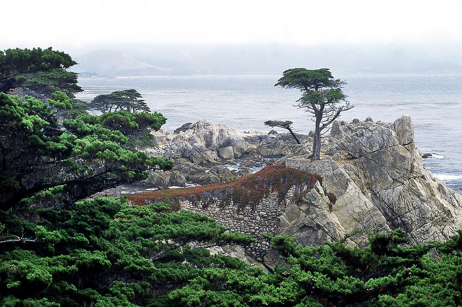 Lone Cypress Photograph by Howard Koby