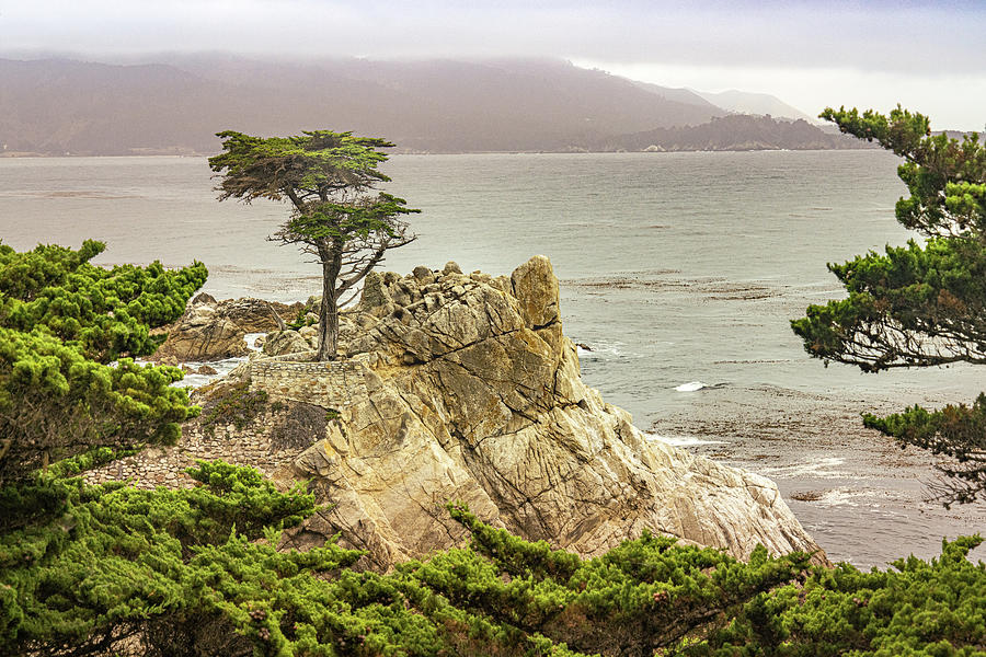 Lone Cypress Photograph by Janis Knight