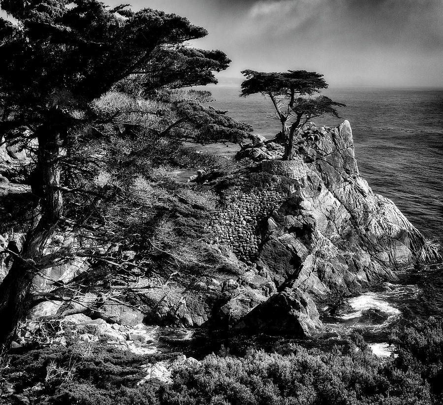 Lone Cypress Photograph by Jay Binkly