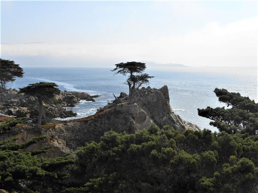 Tree Photograph - Lone Cypress by Julie Grace