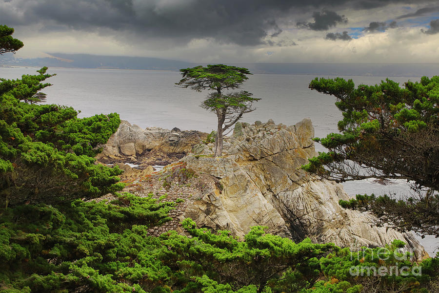 Lone Cypress Monterey California  Photograph by Chuck Kuhn