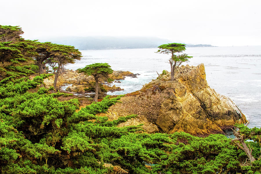 Lone Cypress Photograph by Patricia Dennis