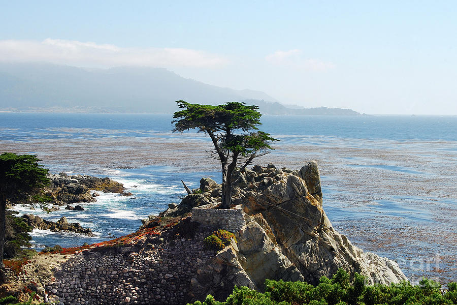 Lone Cypress Tree In Monterey In California Photograph