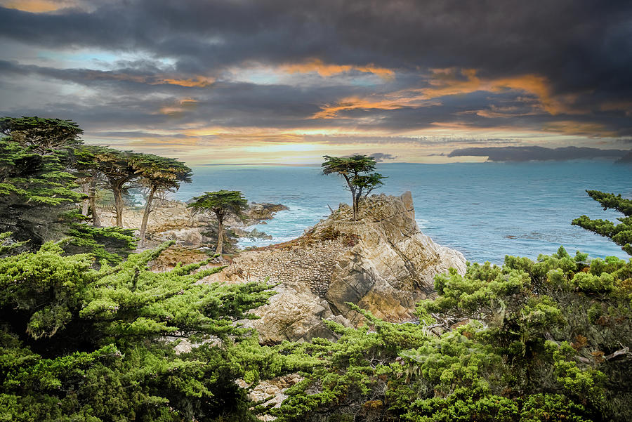 Lone Cypress Tree Photograph by Melinda Dreyer