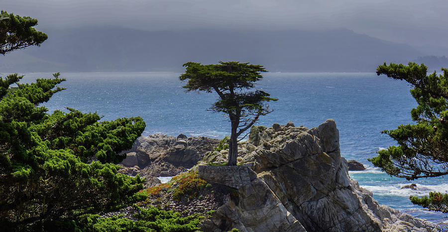 Lone Cypress tree on California coast Photograph by Ann Moore