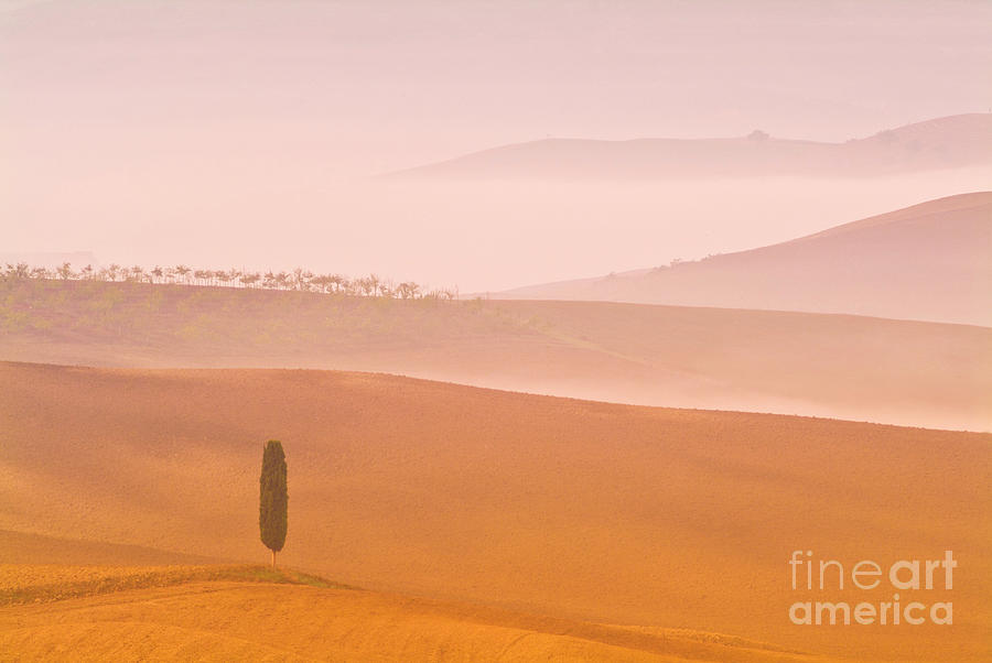 Lone cypress tree on Misty morning, Val dorcia, Tuscany, Italy Photograph by Neale And Judith Clark