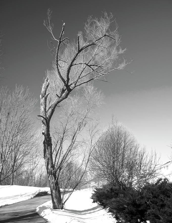 Lone dancer Photograph by Joel Bader - Fine Art America