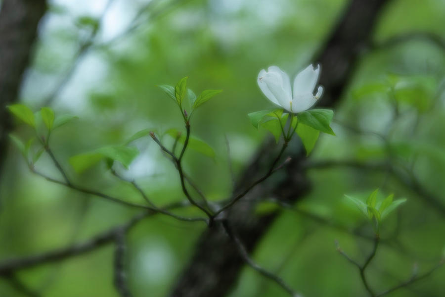 Lone Dogwood Blossom Photograph by Liz Albro
