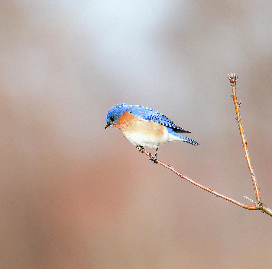 Lone Eastern Bluebird Photograph by Dan Sproul