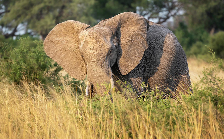 Lone Elephant Botswana Africa Photograph by Joan Carroll - Fine Art America